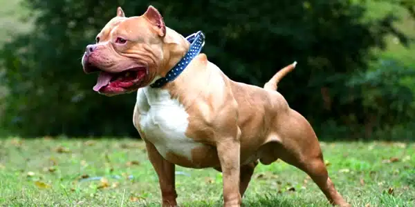 Bulldog Dan Pitbull Diharamkan Di Malaysia, Ketahui Lagi Jenis Anjing Baka Yang Terlarang