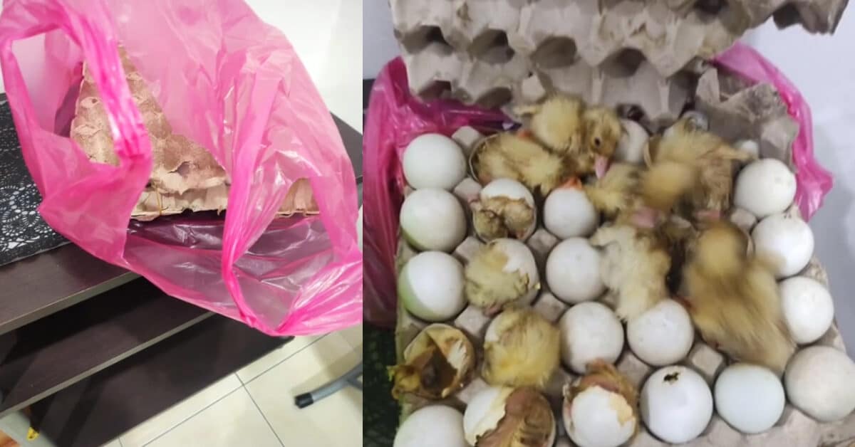 Tetamu Tinggalkan Sepapan Telur, Pengendali Homestay Dijemput Anak-Anak Itik Pula