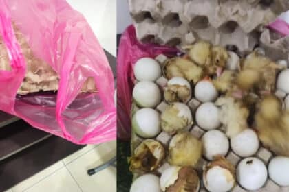 Tetamu Tinggalkan Sepapan Telur, Pengendali Homestay Dijemput Anak-Anak Itik Pula