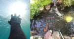 Gara-Gara Dihukum Berendam Dalam Kolam Ikan, Seorang Remaja Dari Indonesia Maut
