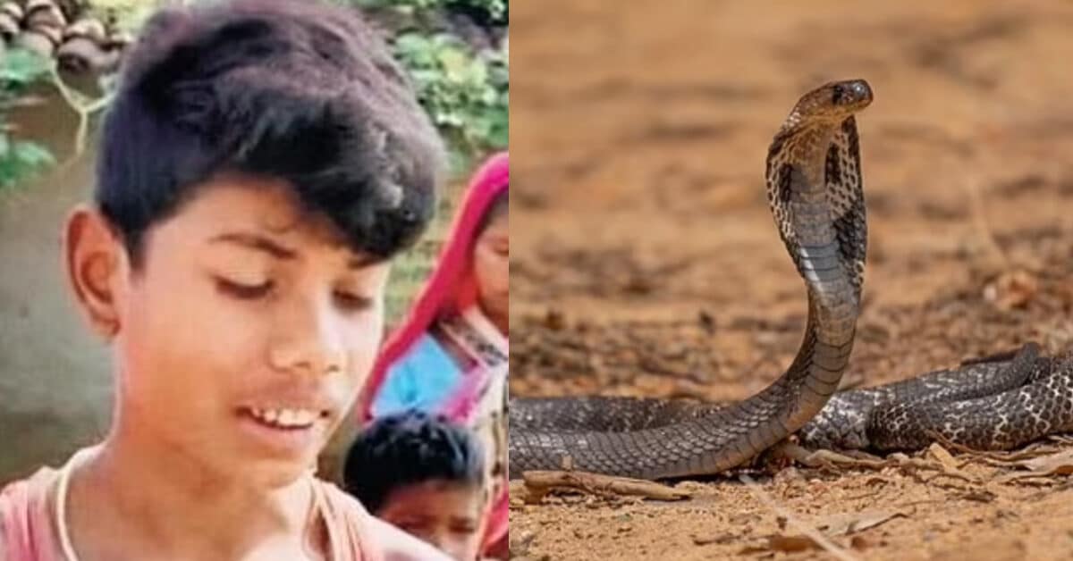 Budak Ini Dipatuk Ular Tedung, Sebaliknya Bunuh Ular Itu Dengan Menggigitnya Balik
