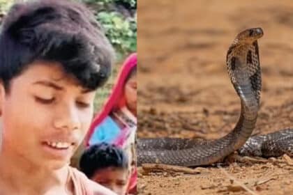 Budak Ini Dipatuk Ular Tedung, Sebaliknya Bunuh Ular Itu Dengan Menggigitnya Balik