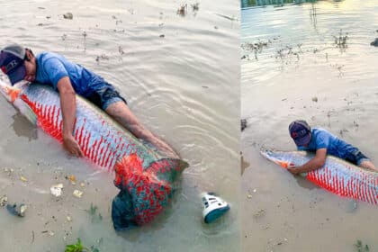 Antara Spesies Ikan Terbesar Di Dunia, Lelaki Ini Tangkap Ikan Arapaima Sebesar Badannya Di Puchong