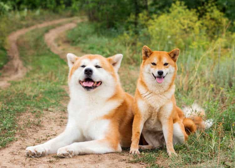 Bulldog Dan Pitbull Diharamkan Di Malaysia, Ketahui Lagi Jenis Anjing Baka Yang Terlarang