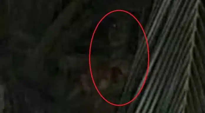 Lagenda Hantu Kayong Di Sarawak, Ketahui Mitos Sumpahan Hantu Bangkit Orang Boyan