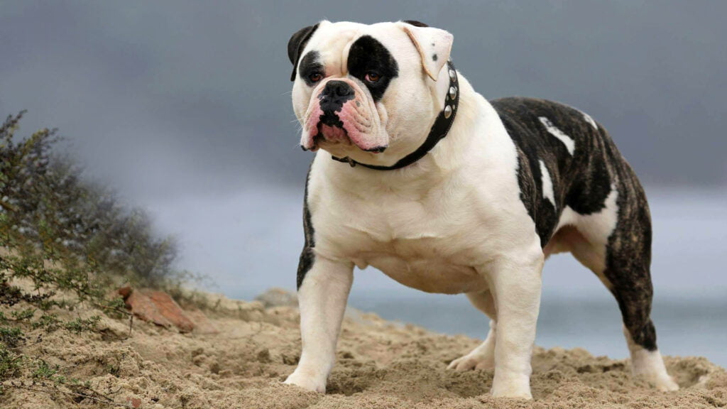 Bulldog Dan Pitbull Diharamkan Di Malaysia, Ketahui Lagi Jenis Anjing Baka Yang Terlarang