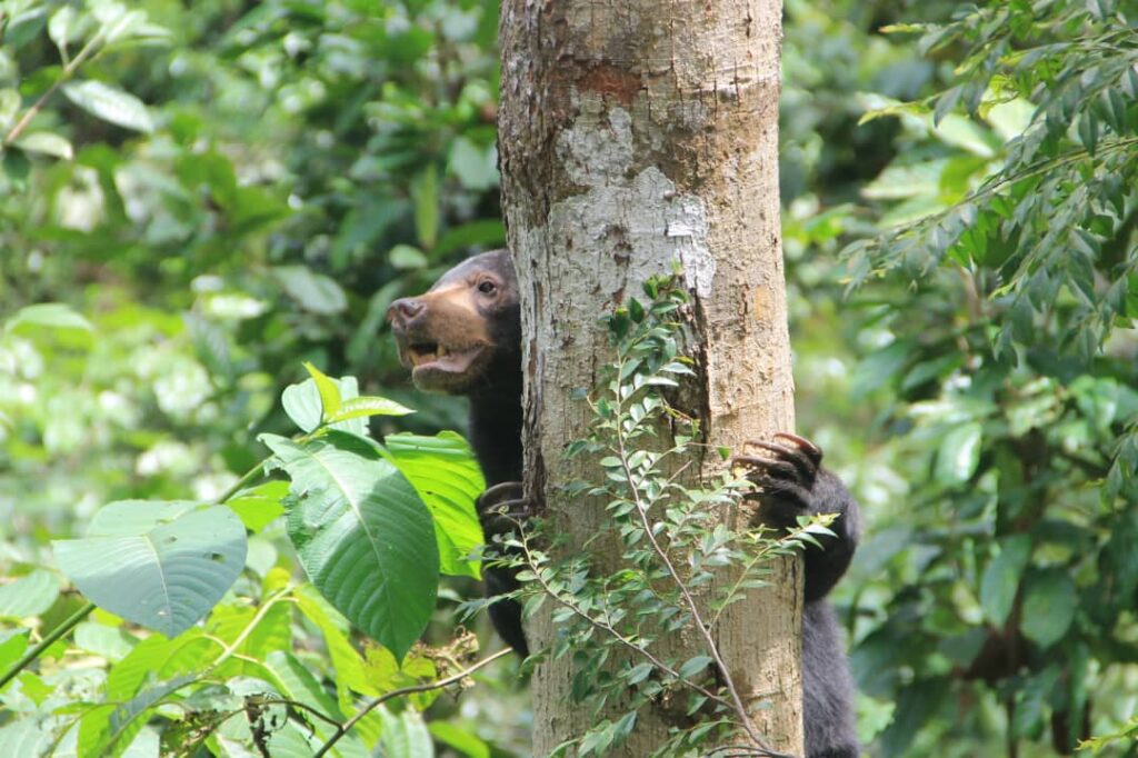 Hanya Di Borneo, Kenali 'Sun Bear' Si Beruang Madu Yang Diancam Kepupusan