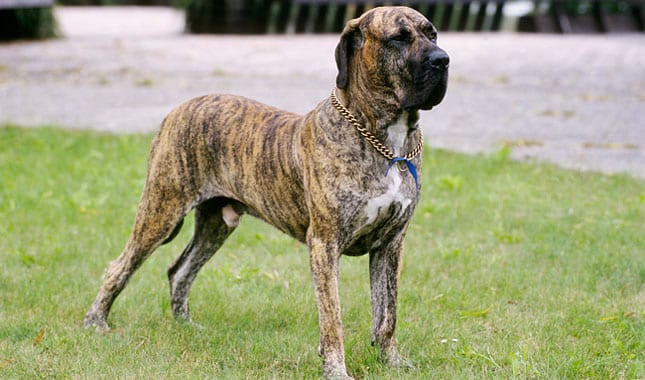 Bulldog Dan Pitbull Diharamkan Di Malaysia, Ketahui Lagi Jenis Anjing Baka Yang Terlarang