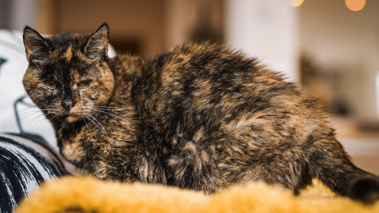 Kenali Flossie, Kucing 26 Tahun Ini Diiktiraf Tertua Di Dunia Oleh Guinness World Records