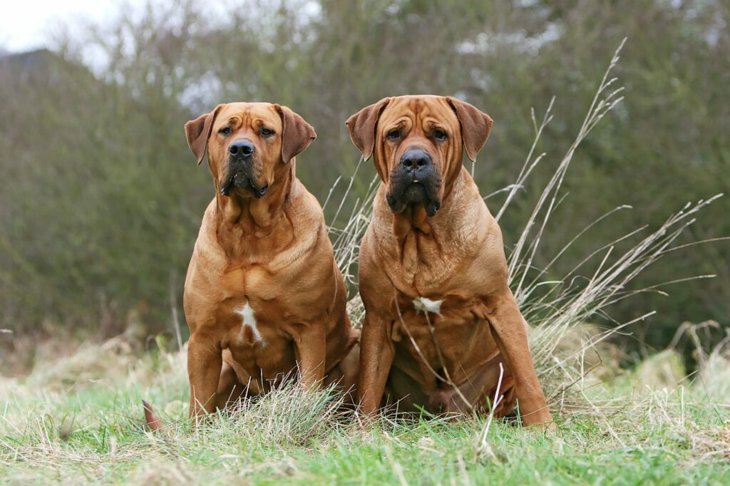 Bulldog Dan Pitbull Diharamkan Di Malaysia, Ketahui Lagi Jenis Anjing Baka Yang Terlarang