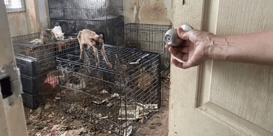 Dikurung Untuk Tujuan Eksploitasi, Polis Temui 63 Bangkai Kucing Di Rumah Wanita Ini