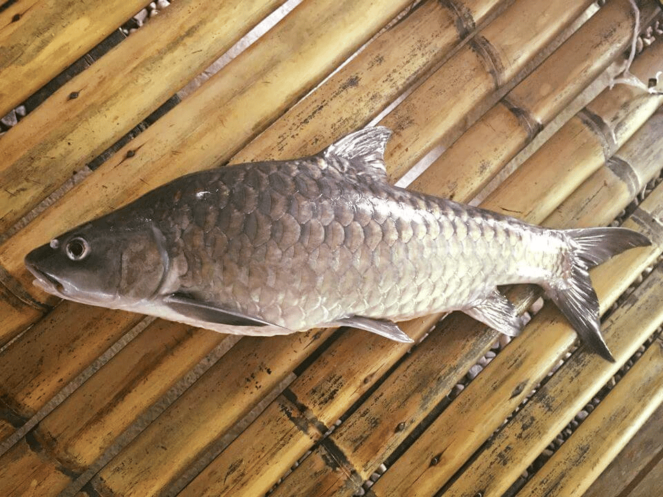 Bagaikan Jackpot, Nelayan Bertuah Ini Peroleh Ikan Empurau 16.5 Kg Di Sarawak