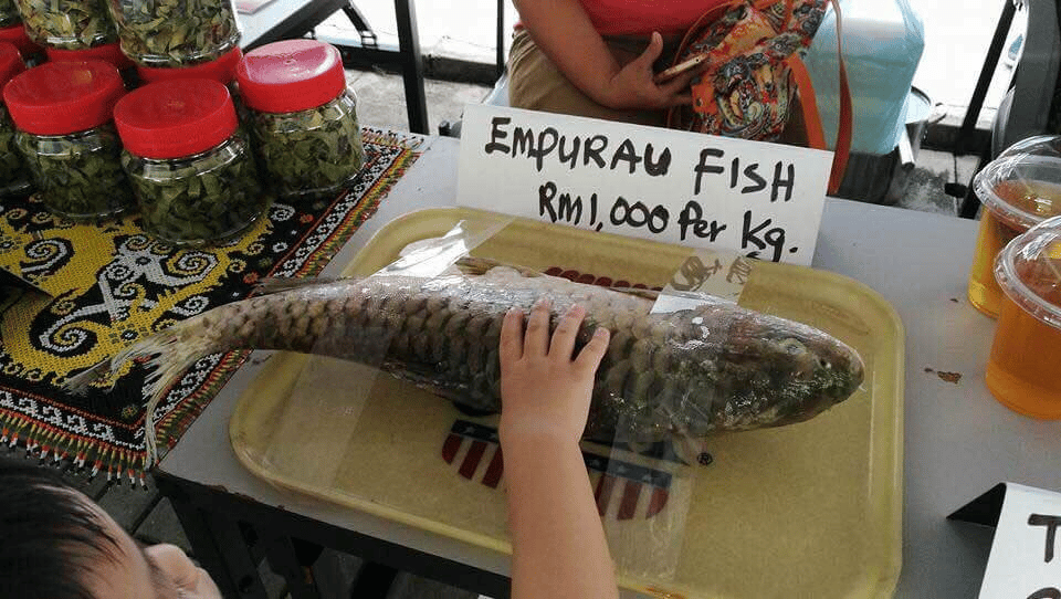 Bagaikan Jackpot, Nelayan Bertuah Ini Peroleh Ikan Empurau 16.5 Kg Di Sarawak