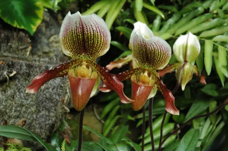 Dijual Sehingga RM 27K Sepokok, Ini Sebab 'Orchid Gold Of Kinabalu' Antara Bunga Termahal Di Dunia