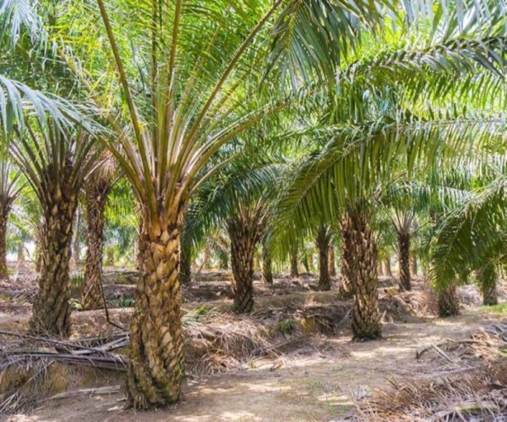 Rutin Ke Ladang Di Niah Bertukar Duka, Bapa Mertua Terkejut Jumpa Mayat Menantu
