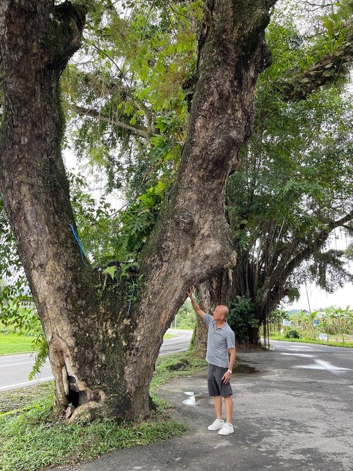 Projek Pan Borneo, Perbincangan Menebang Pokok Berusia 100 Tahun Ini Ditentang Penduduk Di Sabah