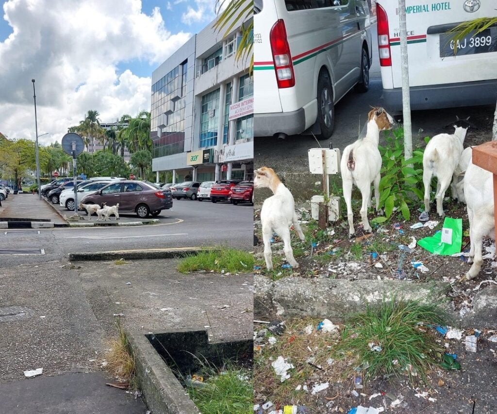 Tular Gambar 4 Ekor Kambing Merayau Di Bandaraya Miri, Undang Hiburan Untuk Netizen