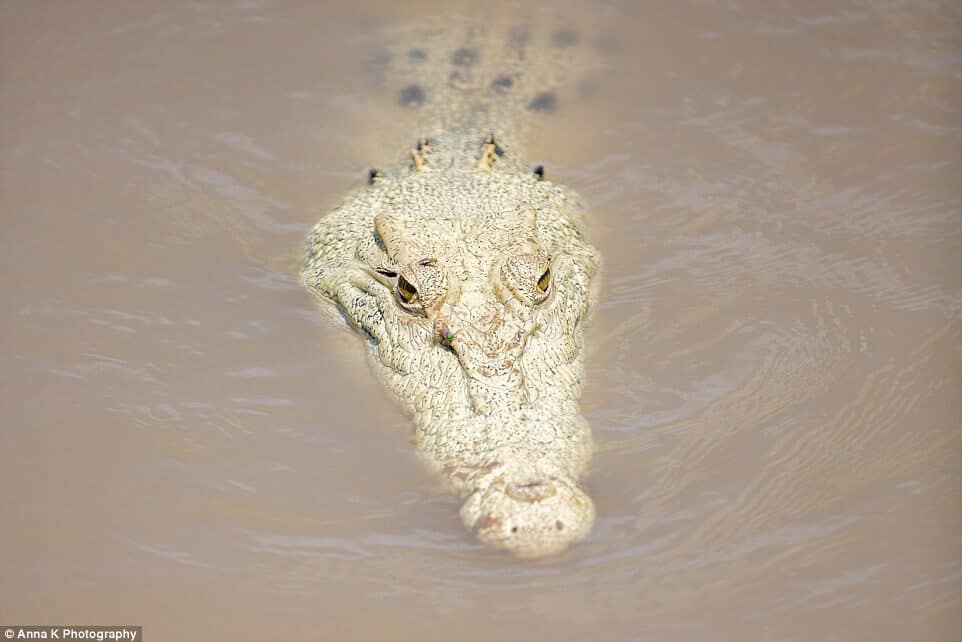 Kenali Lagenda Terrunggari, Buaya Putih Penjaga Sungai Kinabatangan