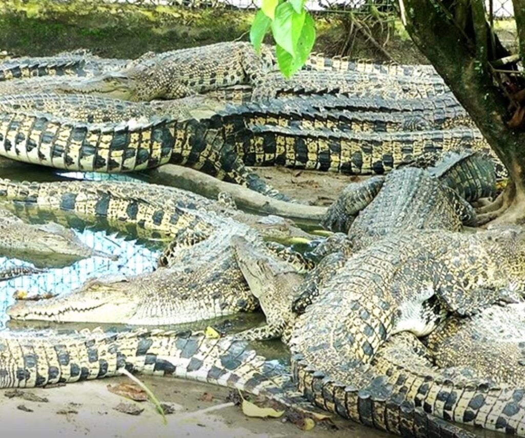 Semakin Agresif, Ketahui Alasan Disebalik Serangan Buaya Di Sarawak Dan Sabah