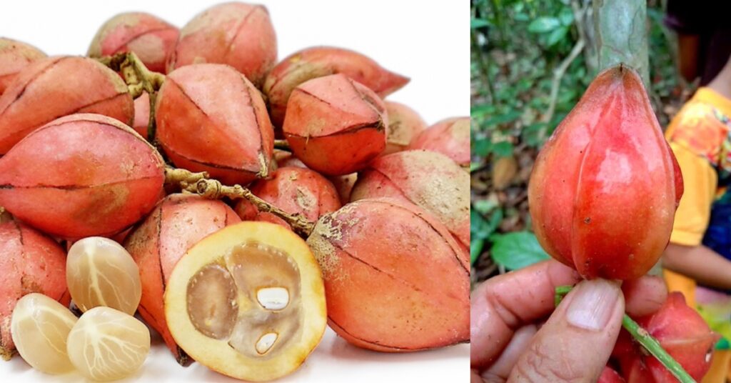 Rasa Isinya Seperti Manggis, Kenali Buah Ucong Buah Eksotik Di Borneo
