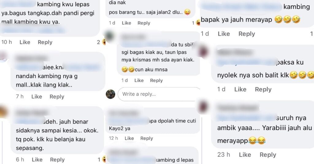 Tular Gambar 4 Ekor Kambing Merayau Di Bandaraya Miri, Undang Hiburan Untuk Netizen
