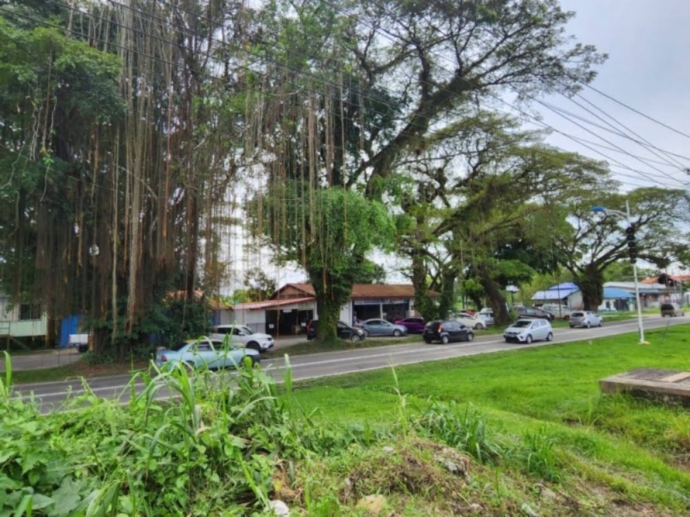 Projek Pan Borneo, Perbincangan Menebang Pokok Berusia 100 Tahun Ini Ditentang Penduduk Di Sabah
