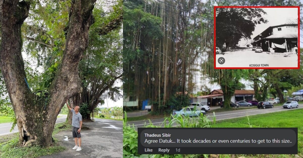 Projek Pan Borneo, Perbincangan Menebang Pokok Berusia 100 Tahun Ini Ditentang Penduduk Di Sabah