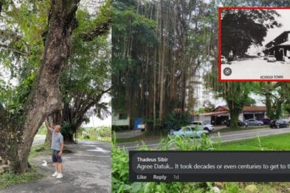 Projek Pan Borneo, Perbincangan Menebang Pokok Berusia 100 Tahun Ini Ditentang Penduduk Di Sabah
