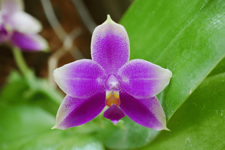 Pernah Dikenali Sebagai Orkid Lundu, Kenali Bunga Rasmi Sarawak Orkid Normah