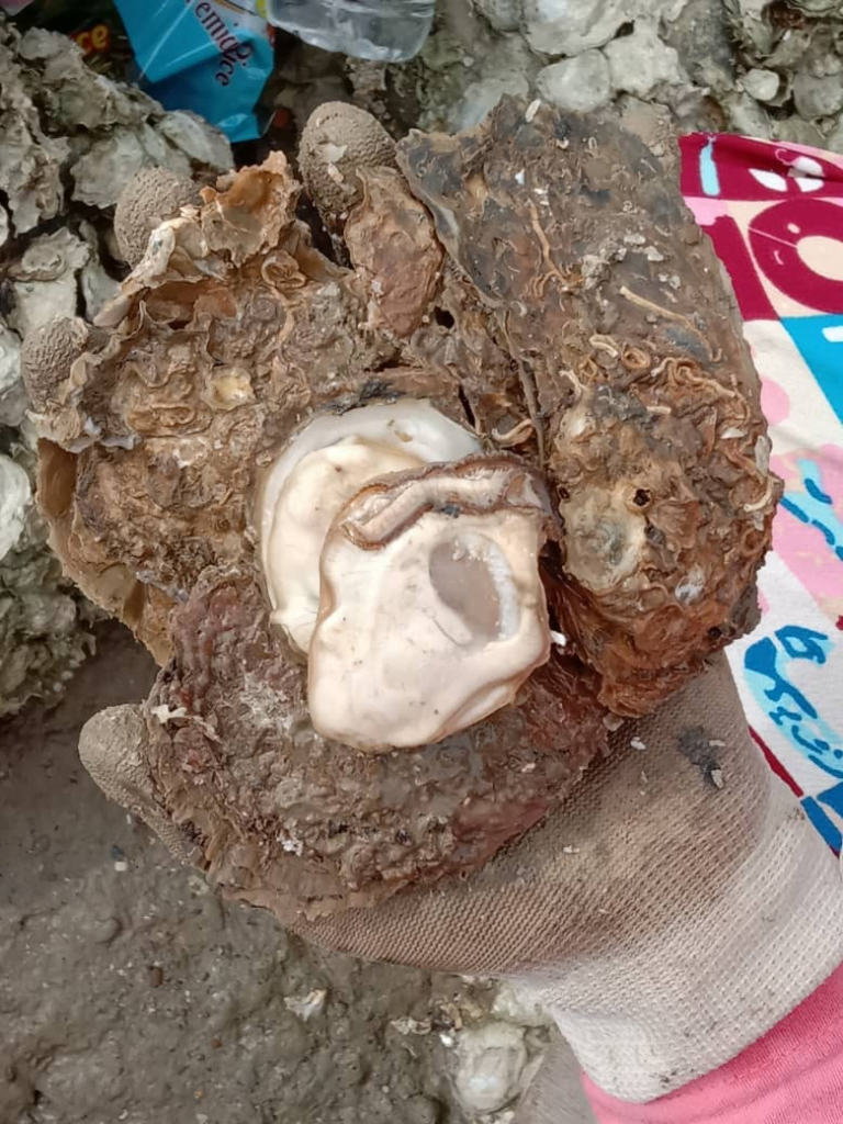Makan Tiram 'Free' Tepi Pantai, Wanita Ini Kongsi Video Peroleh Oyster Di Kampung Tambirat