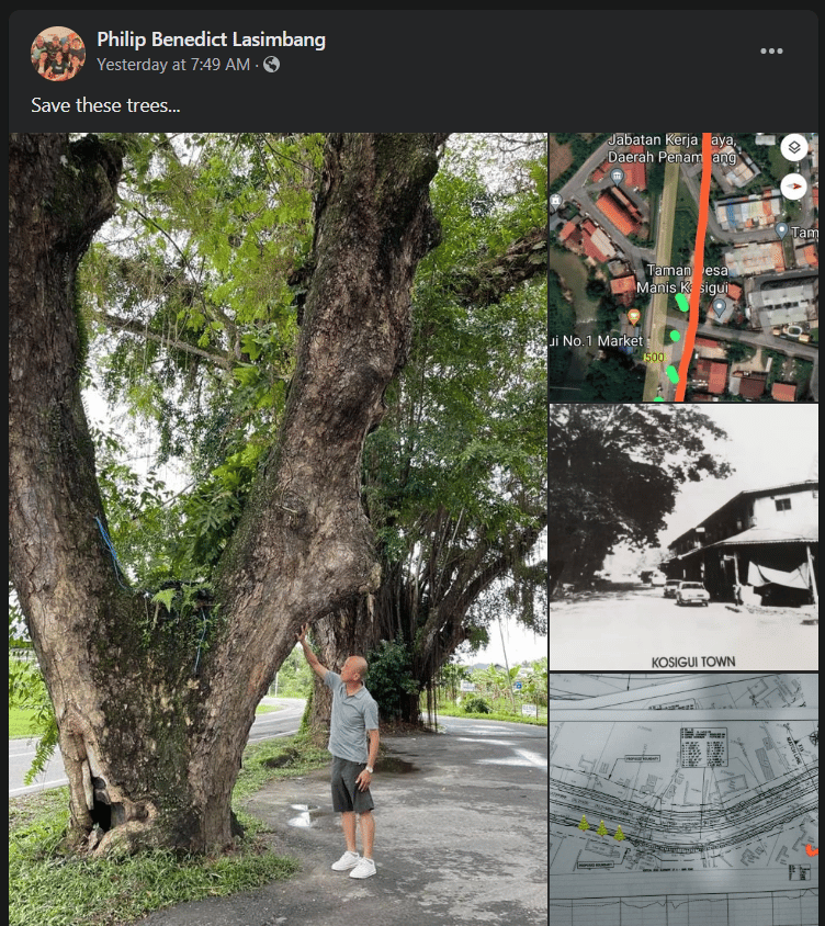 Projek Pan Borneo, Perbincangan Menebang Pokok Berusia 100 Tahun Ini Ditentang Penduduk Di Sabah