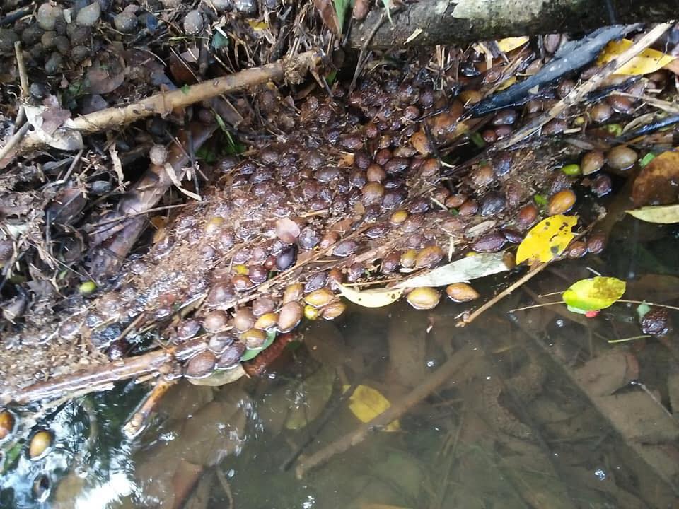 Dikenali Sebagai Almond Sarawak, Kenali Buah Empit Buah 'Favorite' Masyarakat Iban