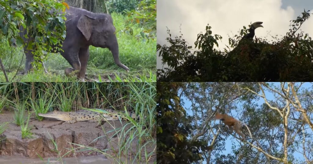 Gemar Menjelajah Dunia, Mat Salleh Ini Kongsi Keunikan Alam Sepanjang Sungai Kinabatangan