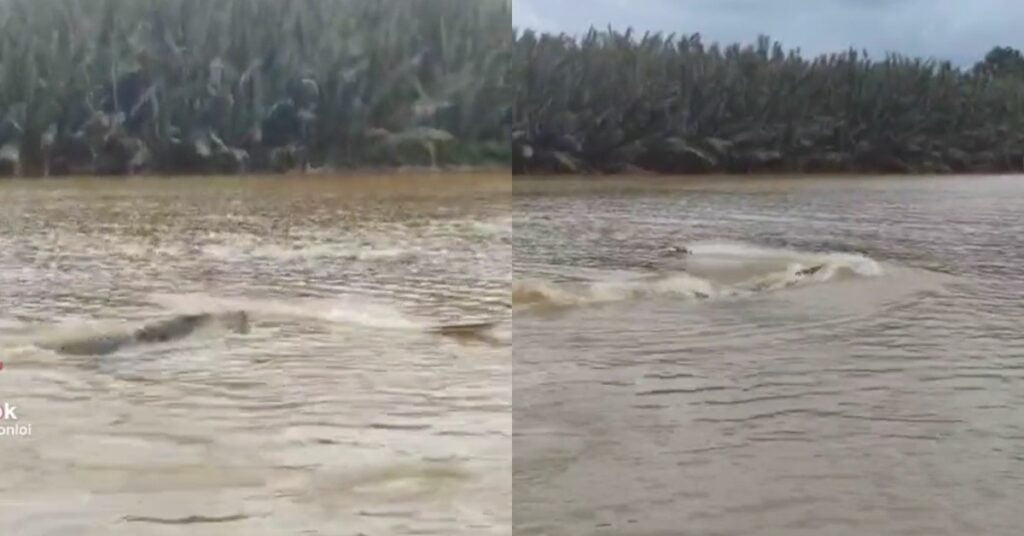Tular Aksi Buaya Kejar Bot Mainan Netizen Terhibur Lihat Buaya Di Sungai Tatau Bintulu