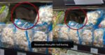 Pelanggan Terkejut, Tikus Besar Kucing 'Bersarang' Di Celah Bungkusan Sayur Di Pasar Raya KK