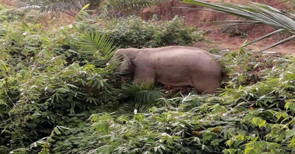 Niat Luang Masa Bersama Keluarga, Remaja Lelaki Temui Ajal Dipijak Gajah Di Lipis, Pahang