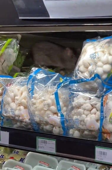 Pelanggan Terkejut, Tikus Besar Kucing 'Bersarang' Di Celah Bungkusan Sayur Di Pasar Raya KK
