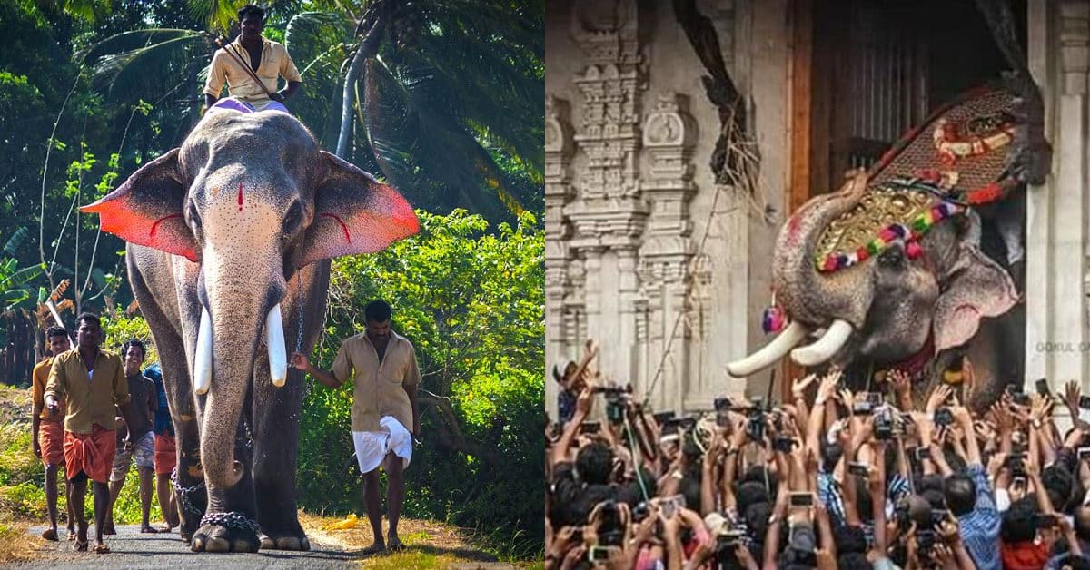 Disanjung Tinggi Oleh Penganut Hindu, Gajah Berusia 58 Tahun Ini Juga Merupakan Gajah Tertinggi Di India