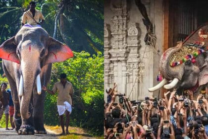 Disanjung Tinggi Oleh Penganut Hindu, Gajah Berusia 58 Tahun Ini Juga Merupakan Gajah Tertinggi Di India