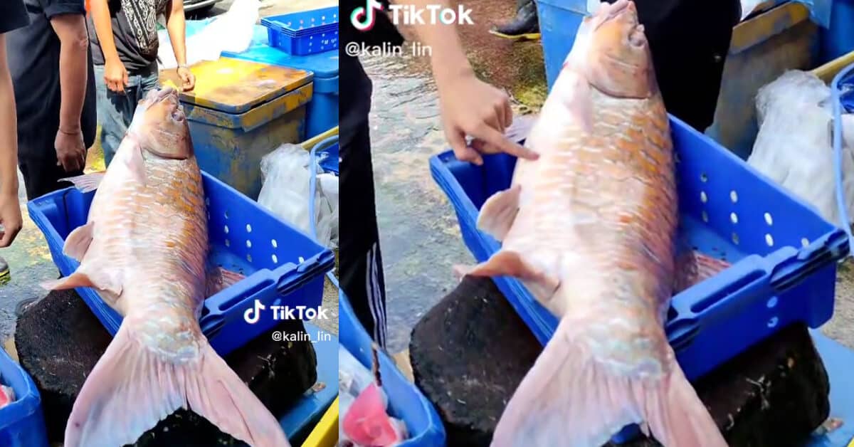 [VIDEO] Ikan Empurau Sebesar 15KG Yang Dijual Di Tamu Simanggang Tarik Perhatian Netizen