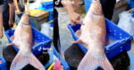 [VIDEO] Ikan Empurau Sebesar 15KG Yang Dijual Di Tamu Simanggang Tarik Perhatian Netizen