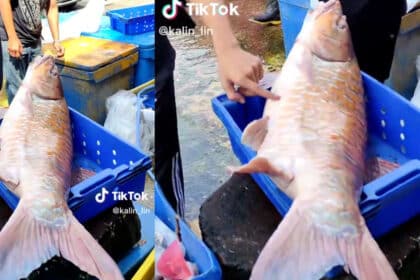 [VIDEO] Ikan Empurau Sebesar 15KG Yang Dijual Di Tamu Simanggang Tarik Perhatian Netizen