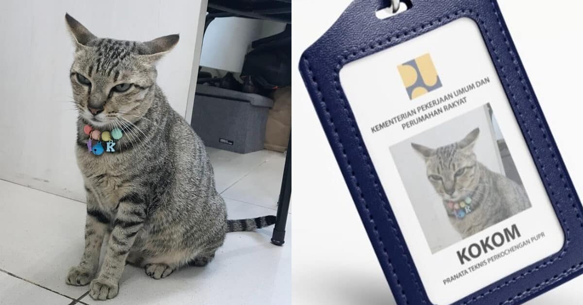 Siap Ada Tag Pekerja Sendiri, Kucing Ini Pegang Jawatan 'Pegawai Teknikal' Di Pejabat Kementerian Indonesia