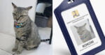 Siap Ada Tag Pekerja Sendiri, Kucing Ini Pegang Jawatan 'Pegawai Teknikal' Di Pejabat Kementerian Indonesia