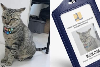 Siap Ada Tag Pekerja Sendiri, Kucing Ini Pegang Jawatan 'Pegawai Teknikal' Di Pejabat Kementerian Indonesia