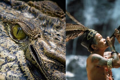 Merupakan Pantang Larang, Inilah Sebabnya Orang Tempatan Sarawak Tidak Memakan Daging Buaya
