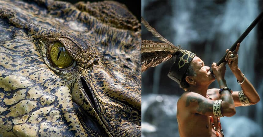 Merupakan Pantang Larang, Inilah Sebabnya Orang Tempatan Sarawak Tidak Memakan Daging Buaya