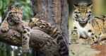 Hanya Ditemui Di Borneo, Ini 3 Fakta Menarik Tentang Harimau Dahan Borneo