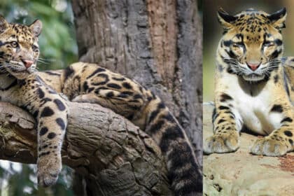 Hanya Ditemui Di Borneo, Ini 3 Fakta Menarik Tentang Harimau Dahan Borneo