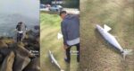 Tak Perlu Turun Ke Laut, Netizen Sabah Kongsi Rezeki Pancing Tenggiri Di Tebing Laut Sahaja
